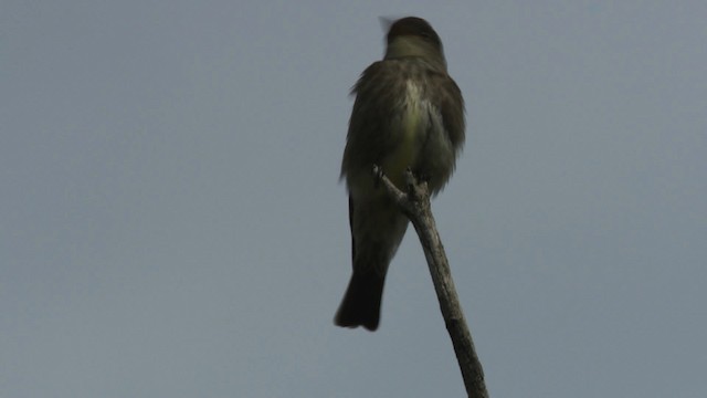 Olive-sided Flycatcher - ML482857