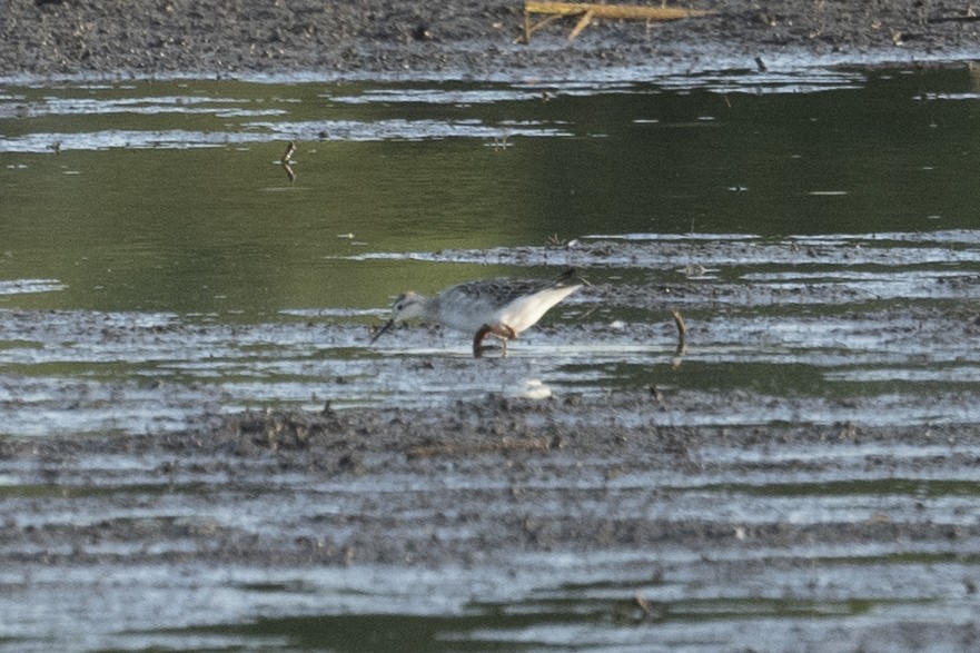 Wilson's Phalarope - ML482857001