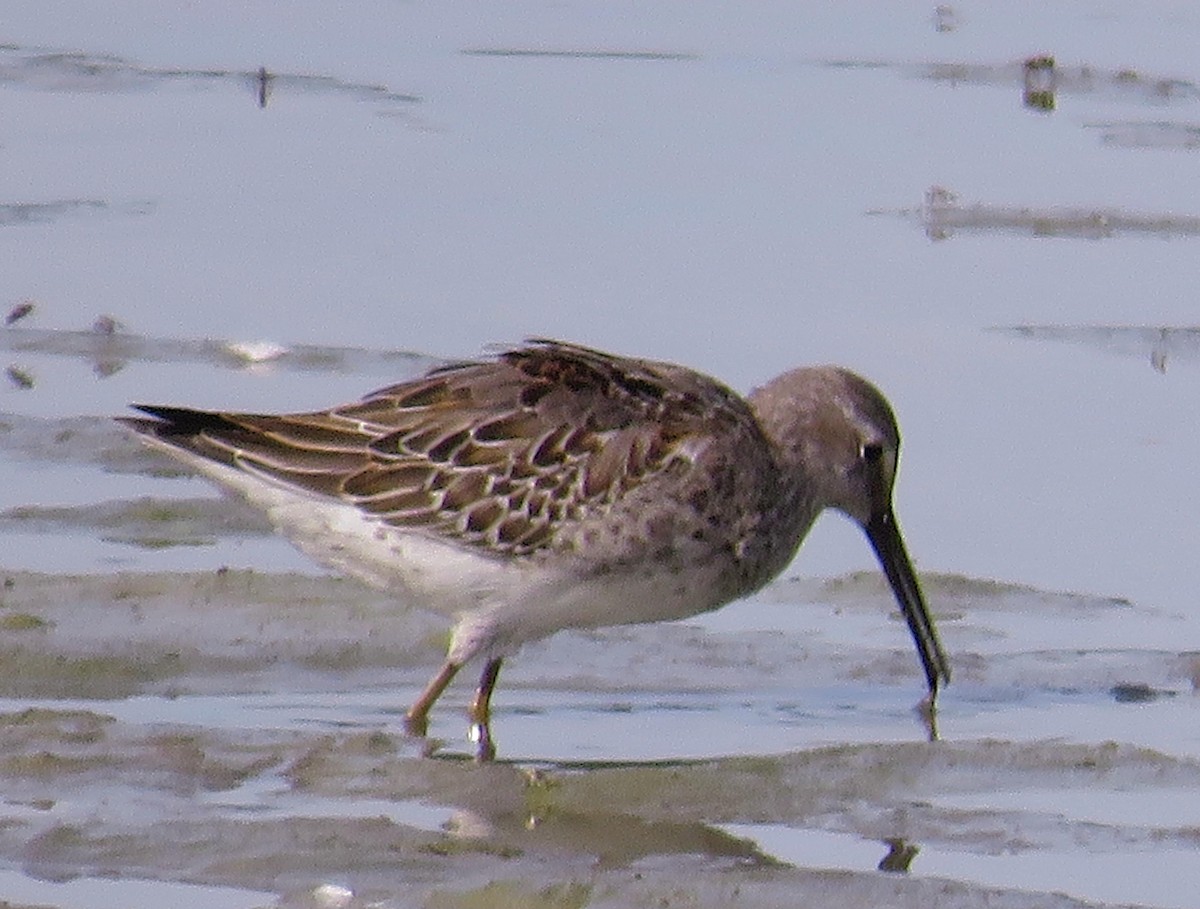 Stilt Sandpiper - ML482857051