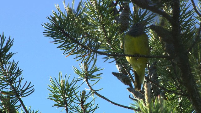 Connecticut Warbler - ML482858