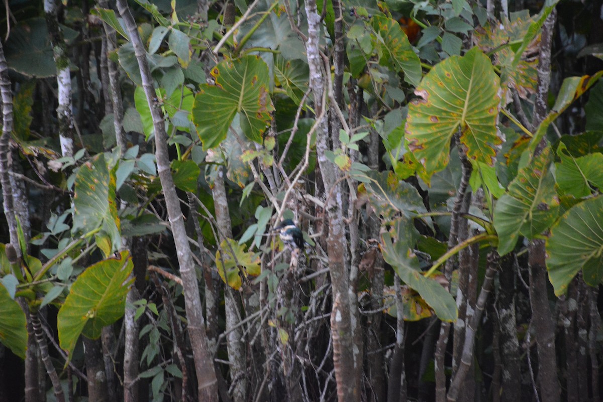 Green Kingfisher - Olivier Marchal