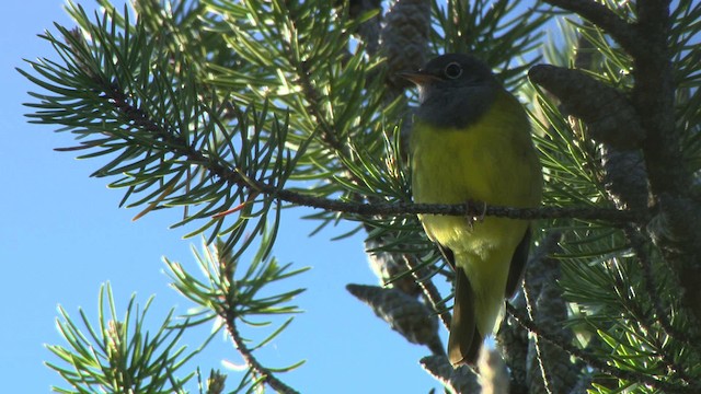 Connecticut Warbler - ML482859