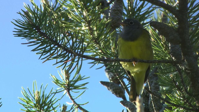 Connecticut Warbler - ML482860