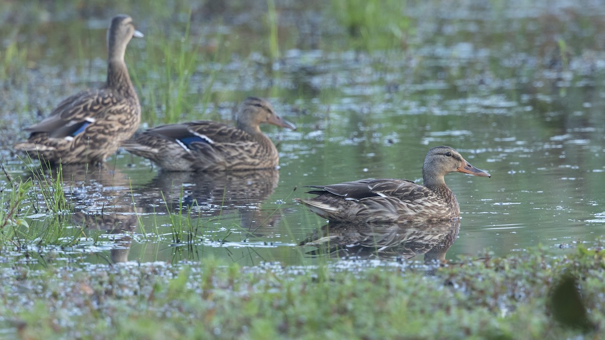 Mallard - ML482860081