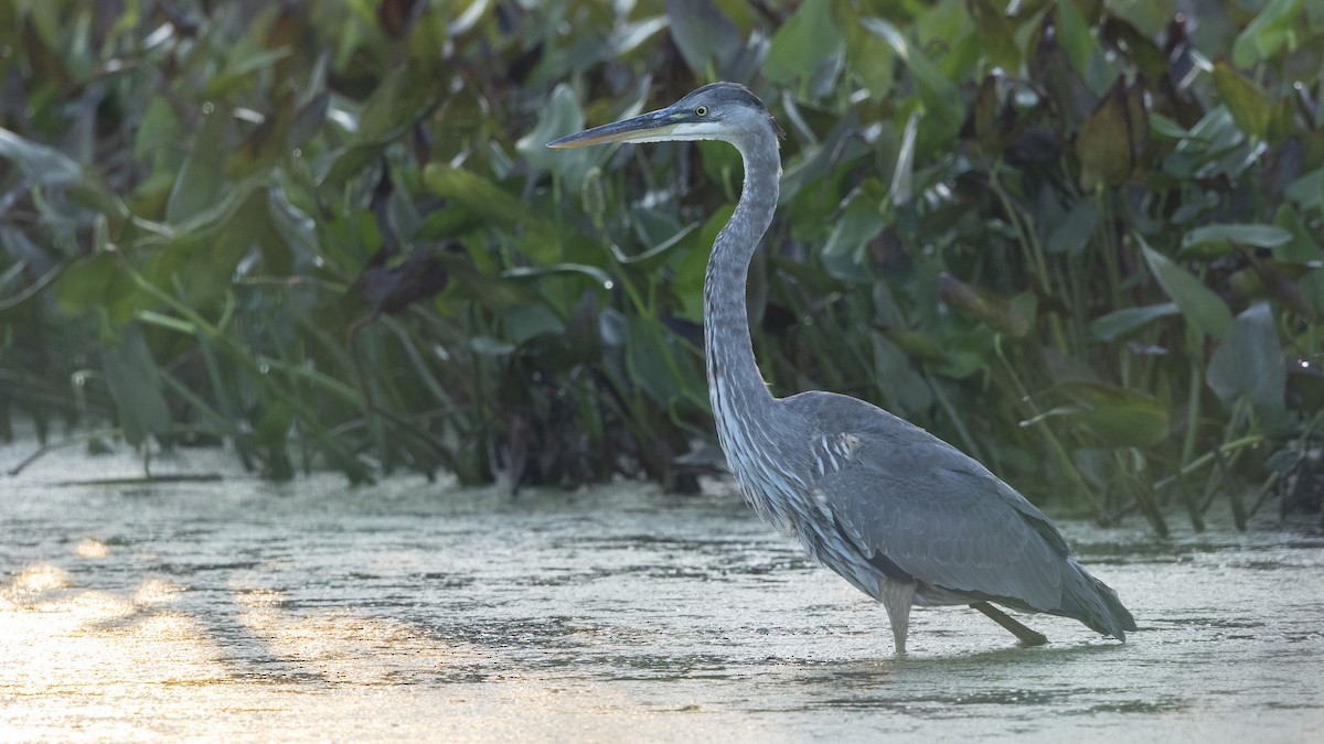 Garza Azulada - ML482860231