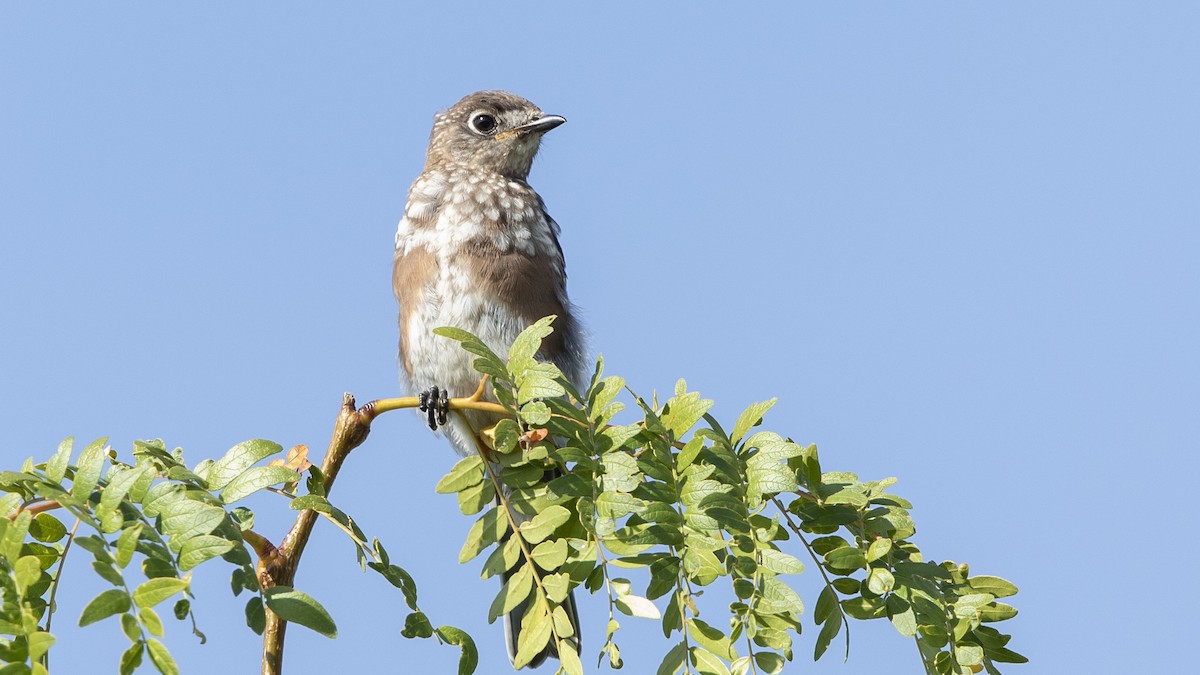 Eastern Bluebird - ML482860341