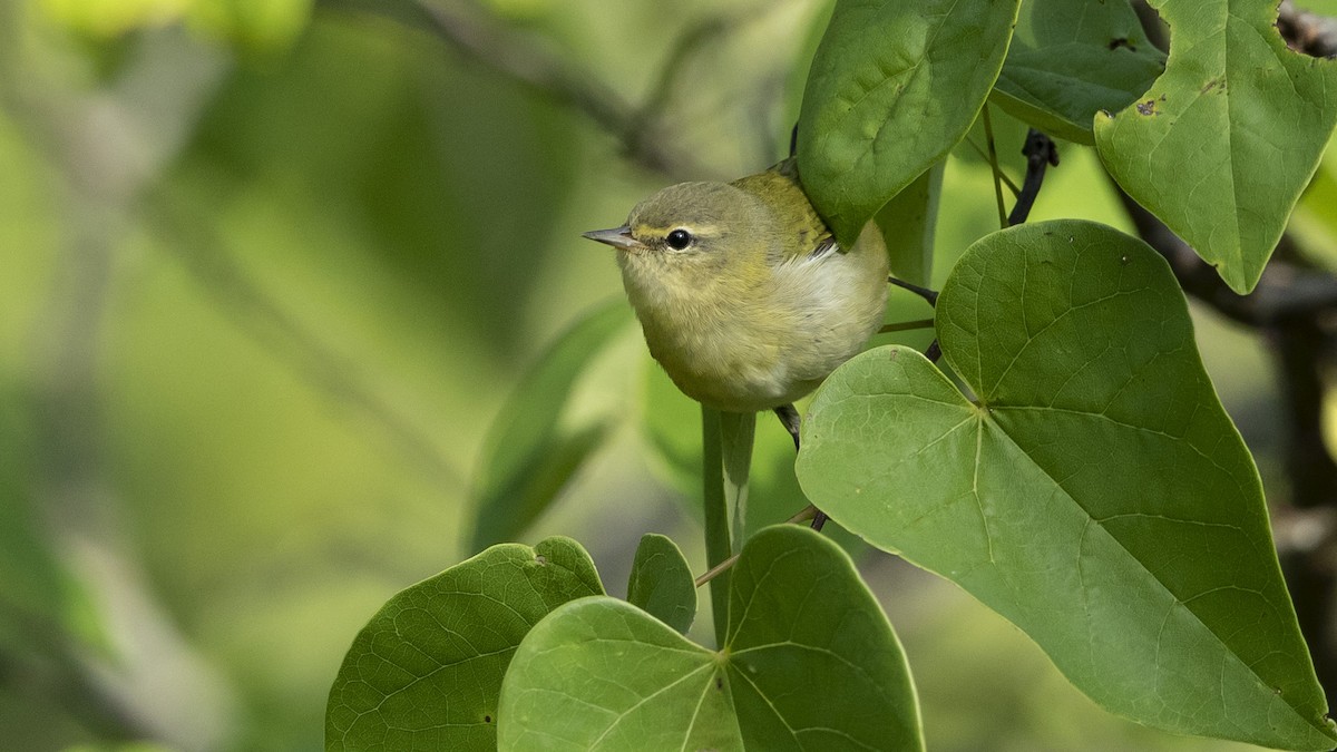 Tennessee Warbler - ML482860561