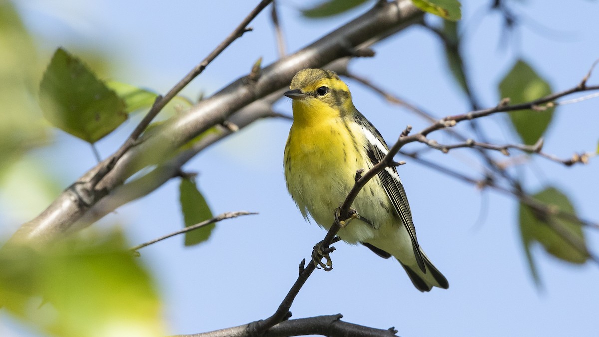 Blackburnian Warbler - ML482860741