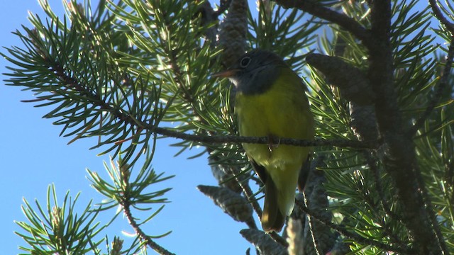 Connecticut Warbler - ML482861