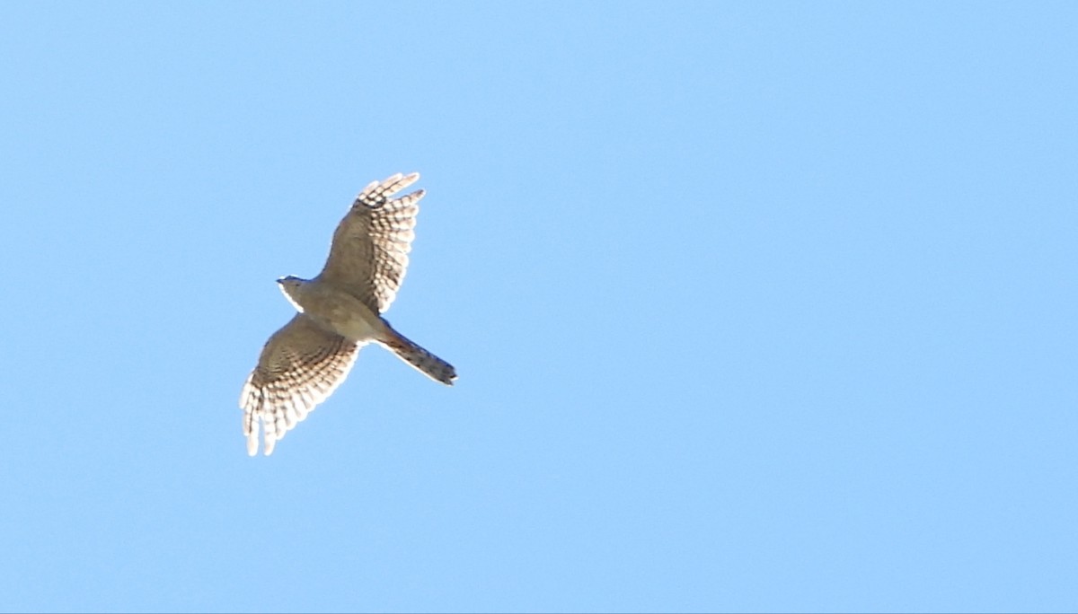 Eurasian Sparrowhawk - ML482861151