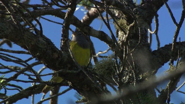 Connecticut Warbler - ML482862