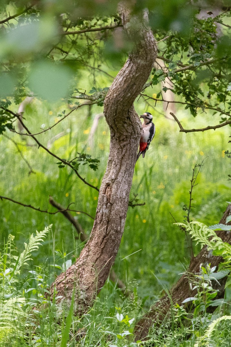 Great Spotted Woodpecker - Thomas Poncet