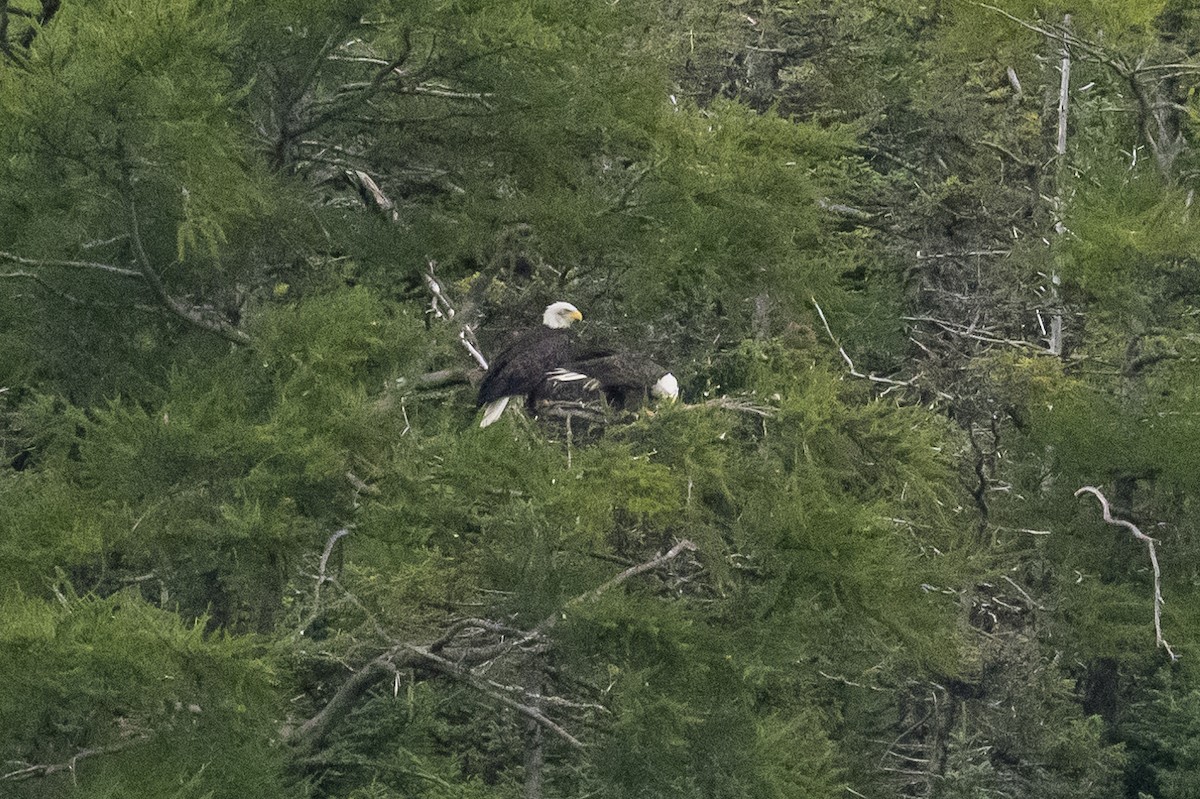 Bald Eagle - ML482862311