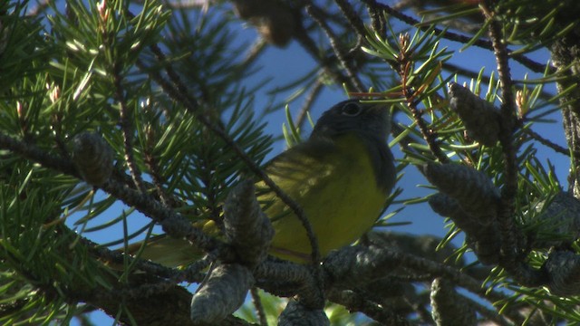 Connecticut Warbler - ML482863