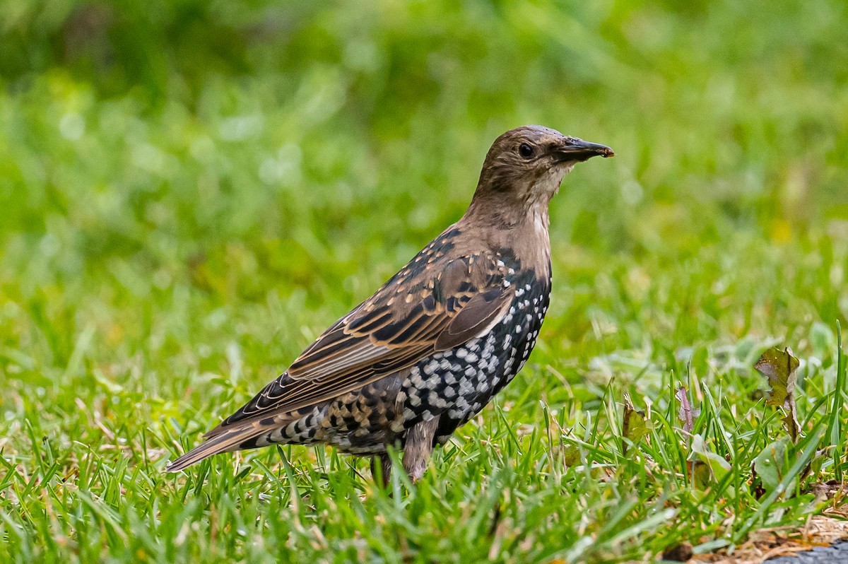 European Starling - ML482863201