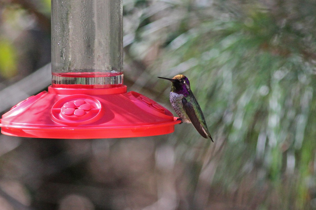 Anna's Hummingbird - ML48286321