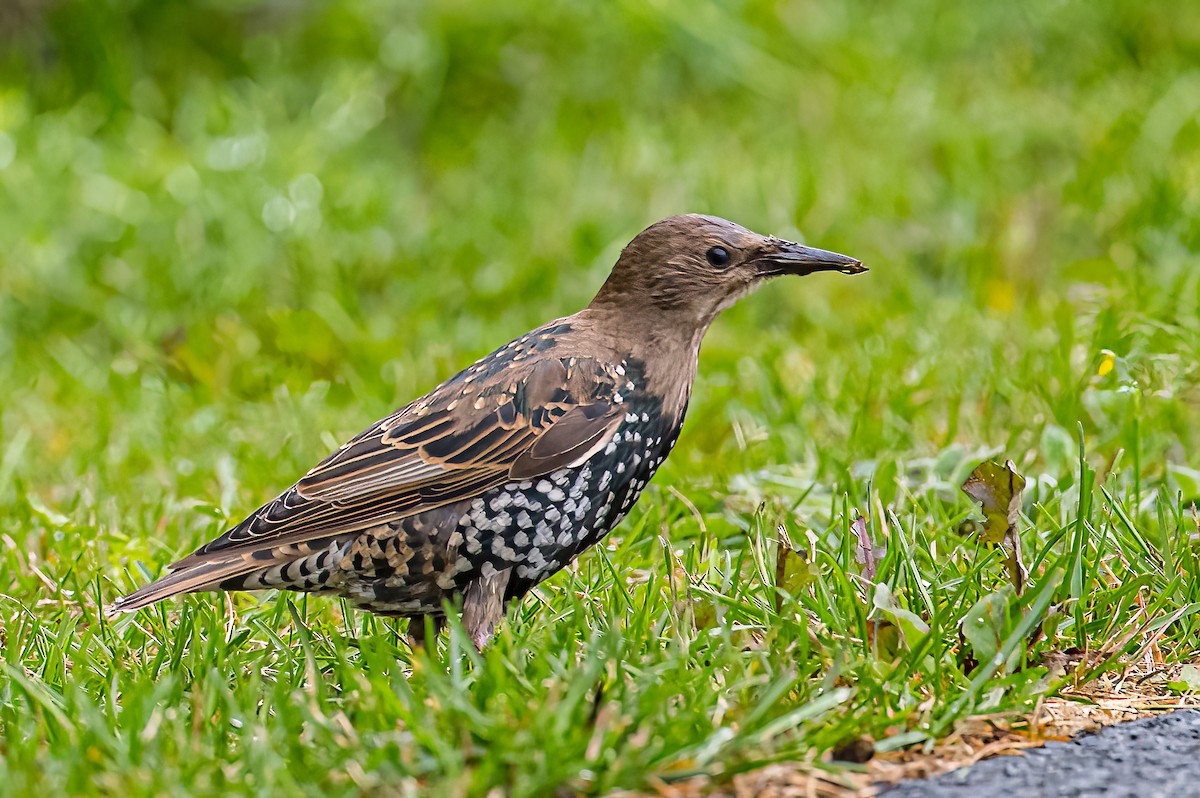 European Starling - ML482863211