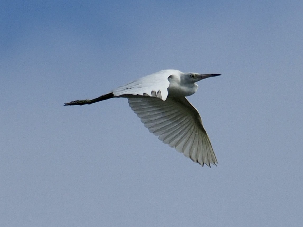 Little Blue Heron - ML482865721