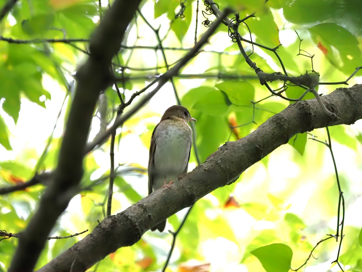 Veery - ML482865921