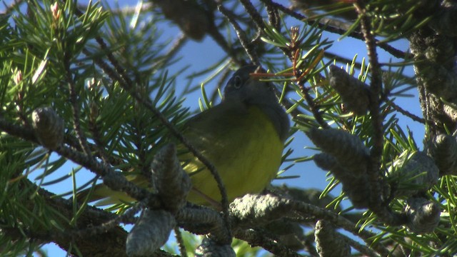 Connecticut Warbler - ML482866