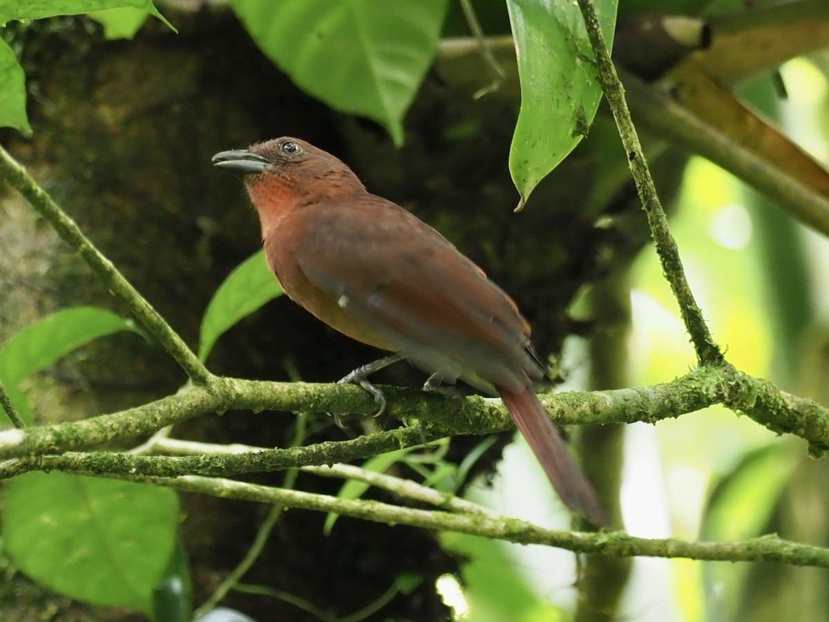 Red-crowned Ant-Tanager - ML482866061