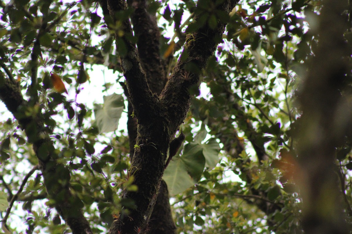 Streak-headed Woodcreeper - ML482866131