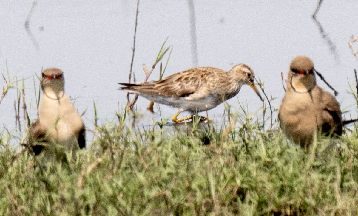 Pectoral Sandpiper - ML482867661