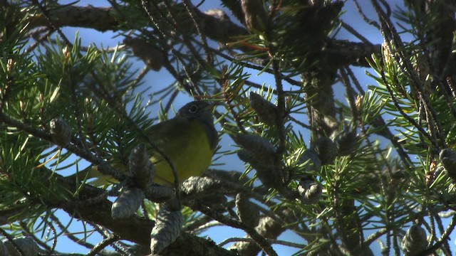 Connecticut Warbler - ML482868