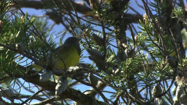 Connecticut Warbler - ML482869