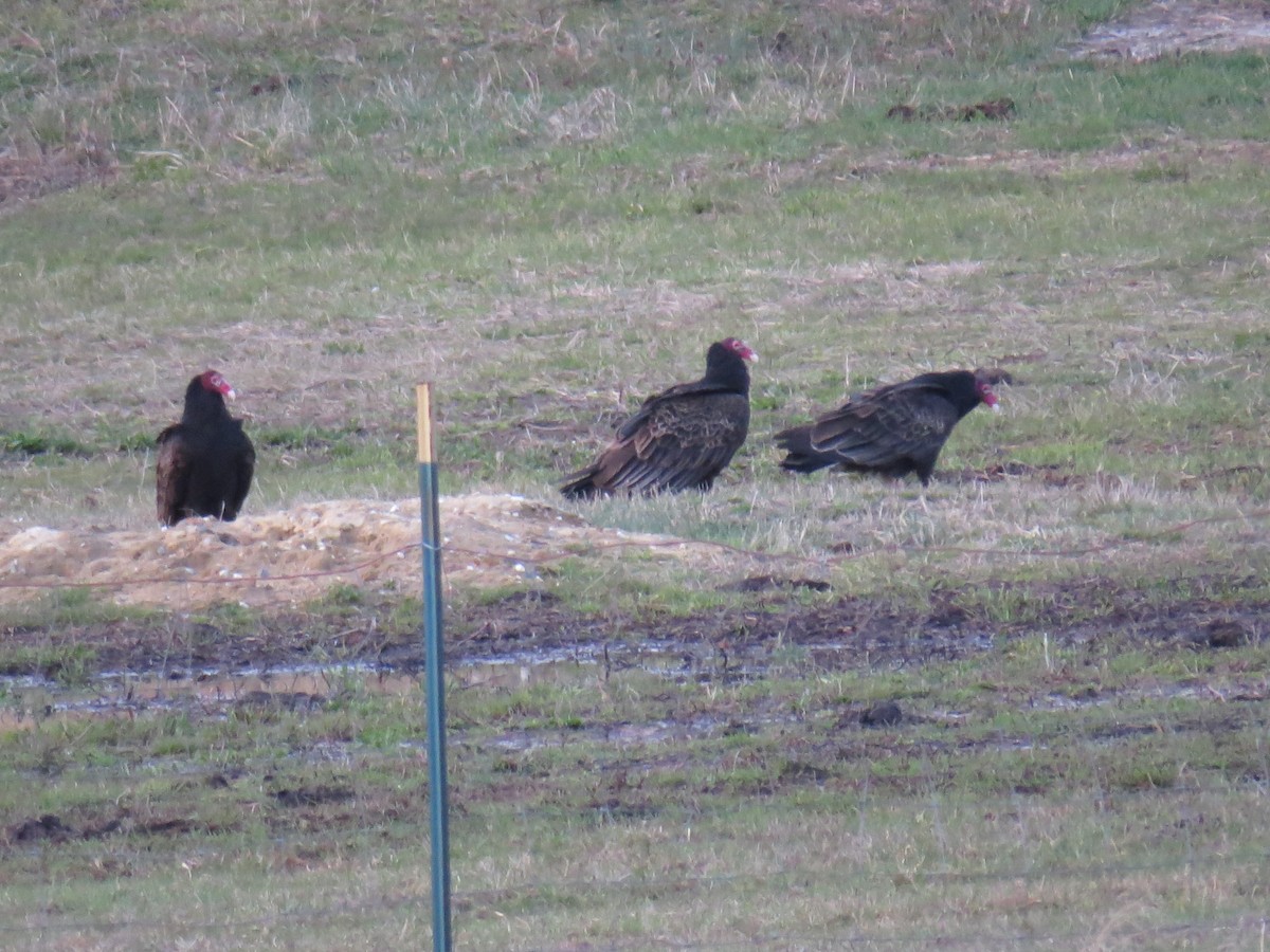 Turkey Vulture - Linda Vitchock