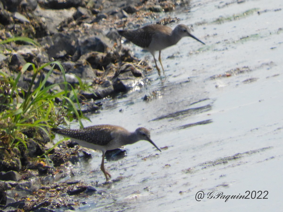 Greater Yellowlegs - ML482869391