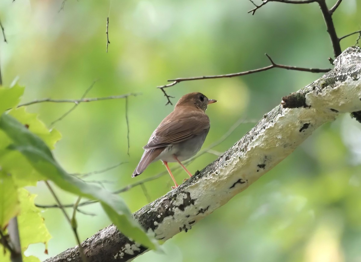 Veery - Daniel Kaplan