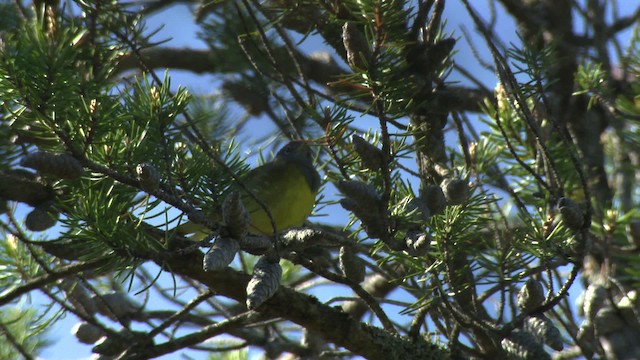 Connecticut Warbler - ML482870