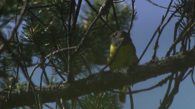 Connecticut Warbler - ML482871