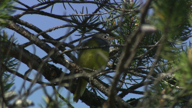 Connecticut Warbler - ML482872