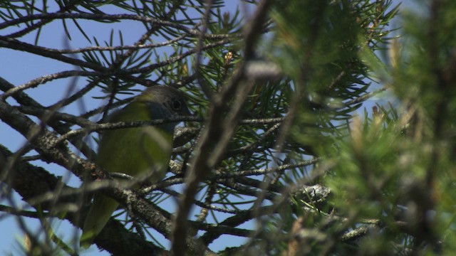 Connecticut Warbler - ML482873