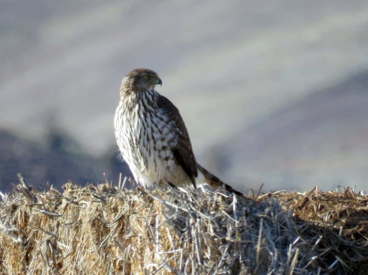 Cooper's Hawk - Russ Namitz