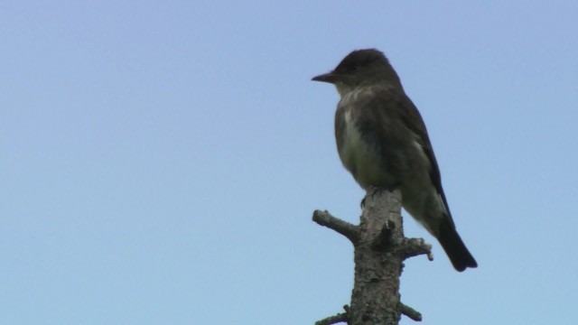 Olive-sided Flycatcher - ML482874