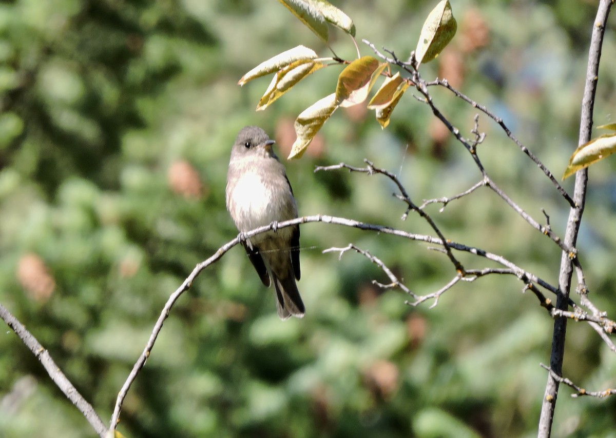 Western Wood-Pewee - ML482874711