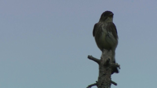 Olive-sided Flycatcher - ML482875