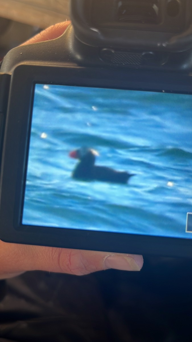 Tufted Puffin - ML482875501