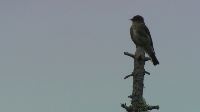 Olive-sided Flycatcher - ML482876