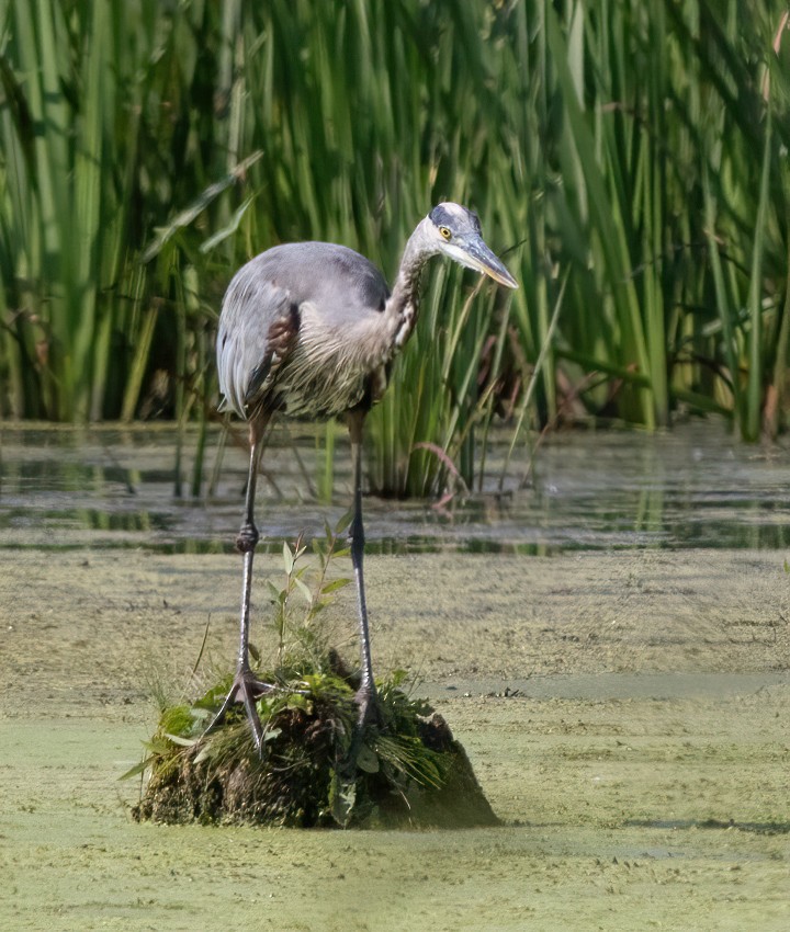 Great Blue Heron - ML482876461