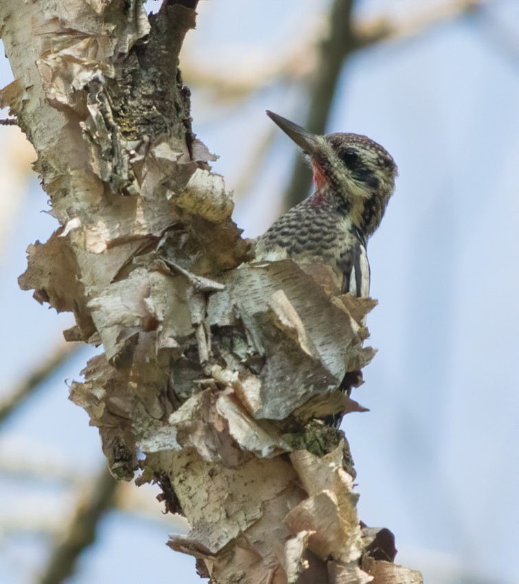 Yellow-bellied Sapsucker - ML482876491