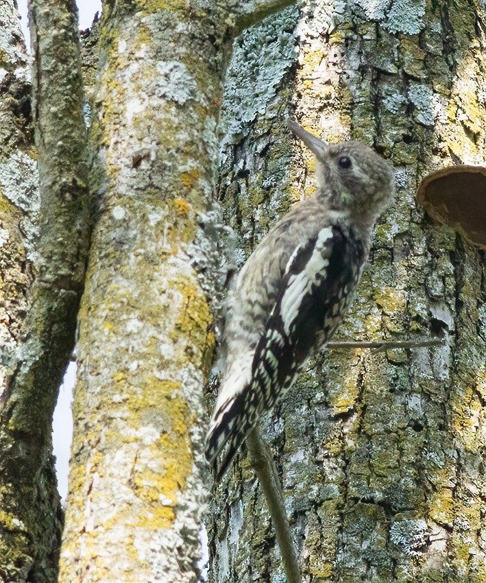 Yellow-bellied Sapsucker - ML482876501