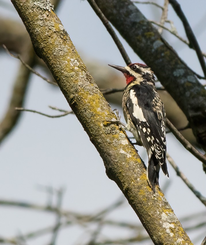 Yellow-bellied Sapsucker - ML482876511