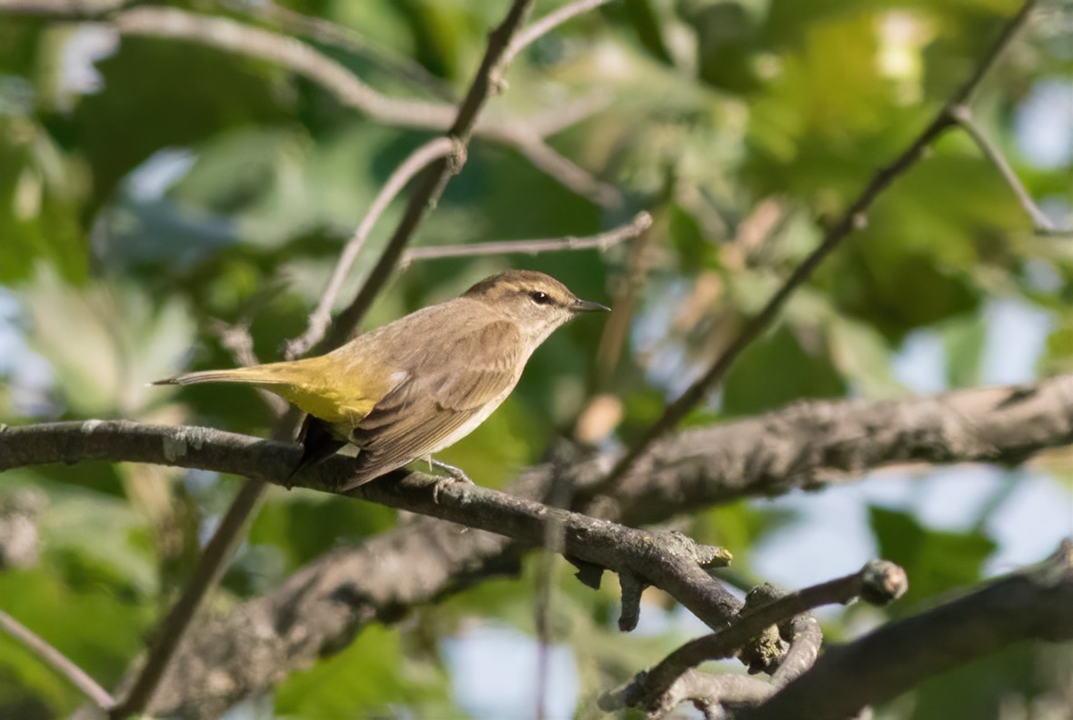 Palm Warbler (Western) - ML482876581