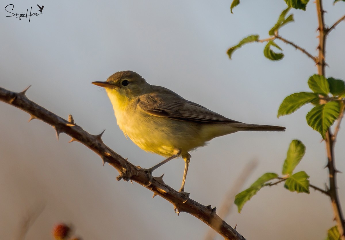 Melodious Warbler - Sergio Hoces lucena