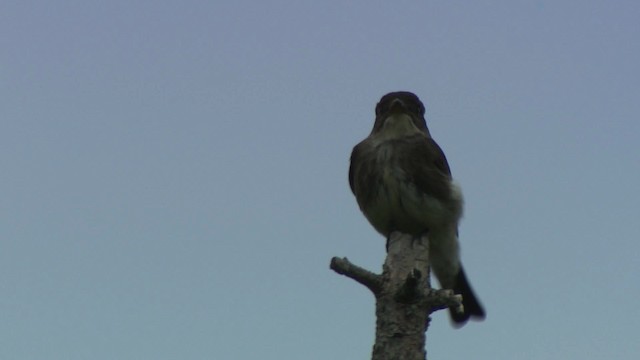 Olive-sided Flycatcher - ML482877