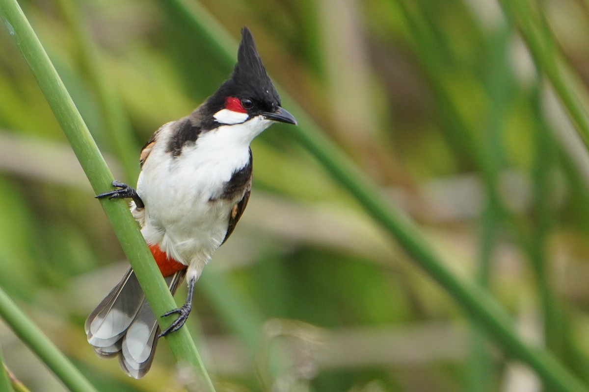 Red-whiskered Bulbul - Bobby Senter